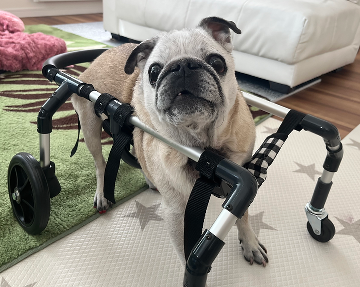 犬用車椅子｜小型犬・老犬対応|KEN工房